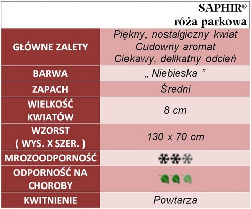 Saphir róże parkowe gł. zal.